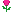 :pinkrose