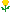 yellow rose