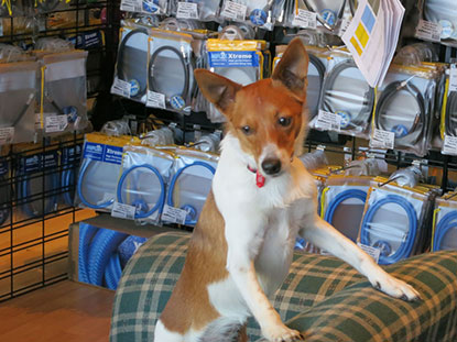 Yves, the dive shop dawg – August 2013