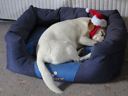 Taj had a big Christmas – Xmas 2014
